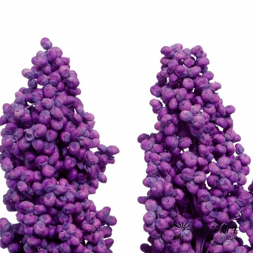 永生花 | 高梁紫色 商品图1