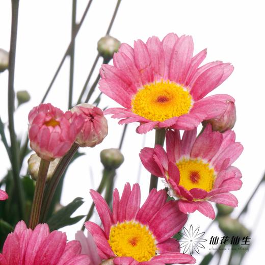 小菊 | 玛格丽特粉色 商品图6