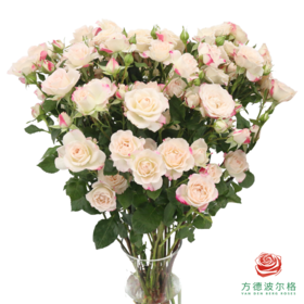 嘉荷多头- 折射10枝一扎