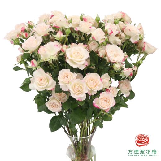 嘉荷多头- 折射10枝一扎 商品图0