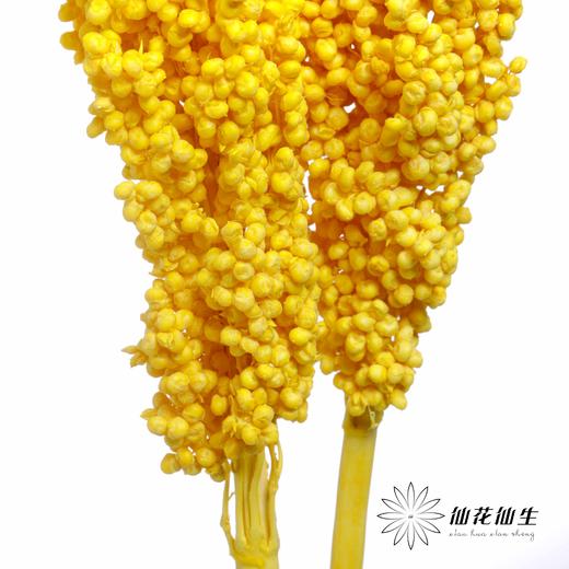 永生花 | 高梁黄色 商品图4