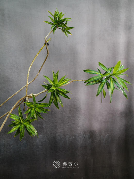 金心百合竹 商品图1