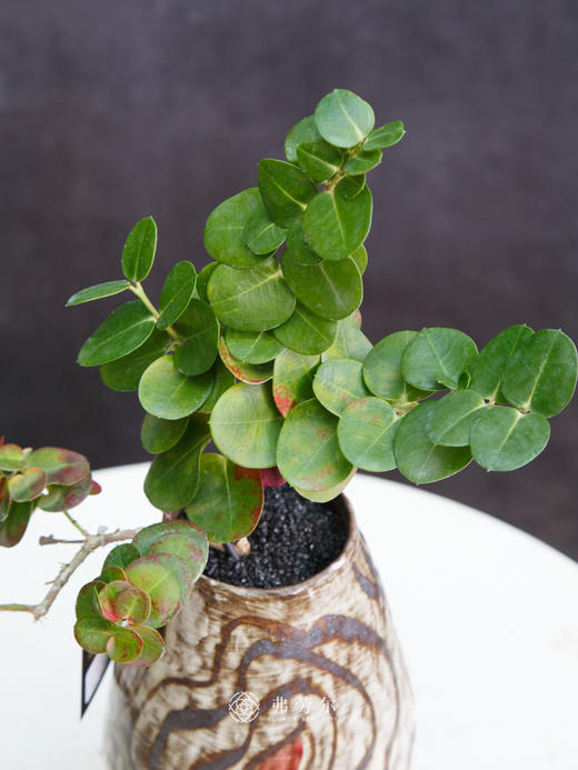 串钱木 商品图1