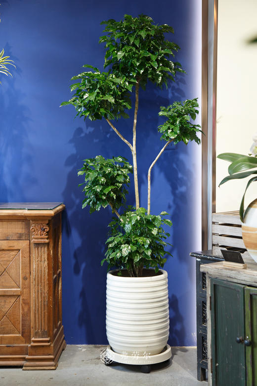 五层绿宝盆栽 商品图0