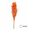 永生花 | 高梁橙色 商品缩略图2
