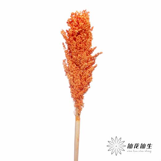 永生花 | 高梁橙色 商品图2