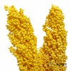 永生花 | 高梁黄色 商品缩略图2