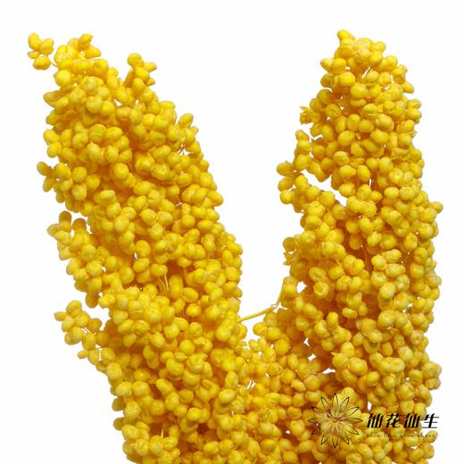 永生花 | 高梁黄色 商品图2