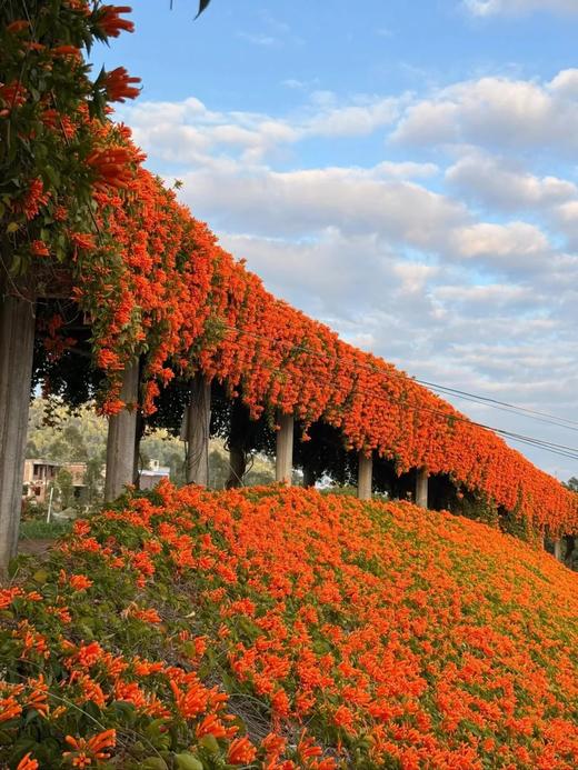 户外@【春色浪漫】惠州三角梅•炮仗花•向日葵花海1天 商品图4