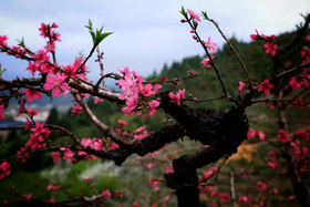 户外@【从化赏春】吕田鹰嘴桃花+小杉村1天