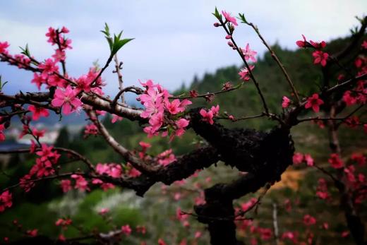 户外@【从化赏春】吕田鹰嘴桃花+小杉村1天 商品图0