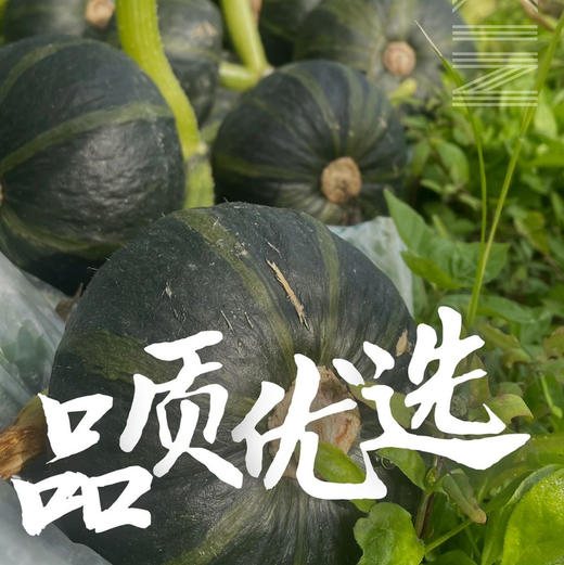 那园子贝贝南瓜日本惠和一号到货需多放几天沉糖多仓发货运费包邮 商品图4