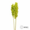 永生花 | 高梁绿色 商品缩略图2