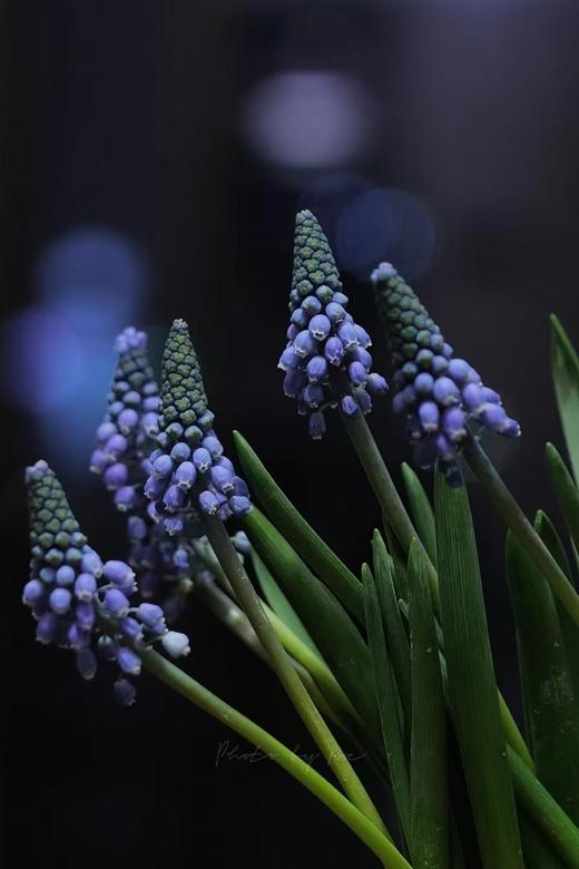 小众鲜花葡萄风信子水培种球10支 商品图1