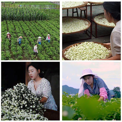 茉莉红茶100g盒装丹心可鉴花茶 商品图1