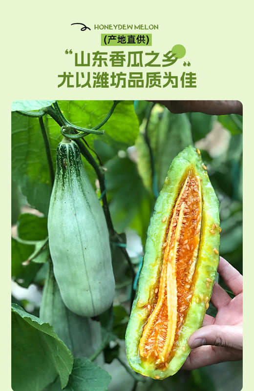 山东精品羊角蜜3斤/4.5斤 商品图3