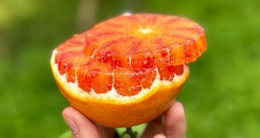 【分仓直发包邮】重庆万州玫瑰香血橙4.5斤（中果，果径60-65mm） 商品图4