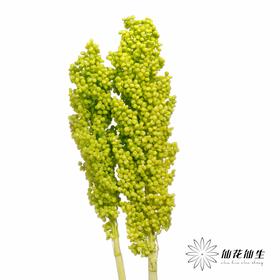 永生花 | 高梁绿色