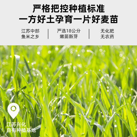 喜善花房益生元青汁100条蔬菜粉大麦苗粉 A-4297 商品图4