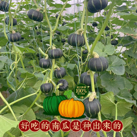 那园子贝贝南瓜日本惠和一号到货需多放几天沉糖多仓发货运费包邮 商品图5