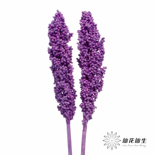 永生花 | 高梁紫色 商品图0