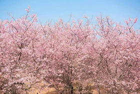户外@【韶关樱花】 浈江樱花+南华寺1天