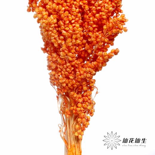 永生花 | 高梁橙色 商品图4