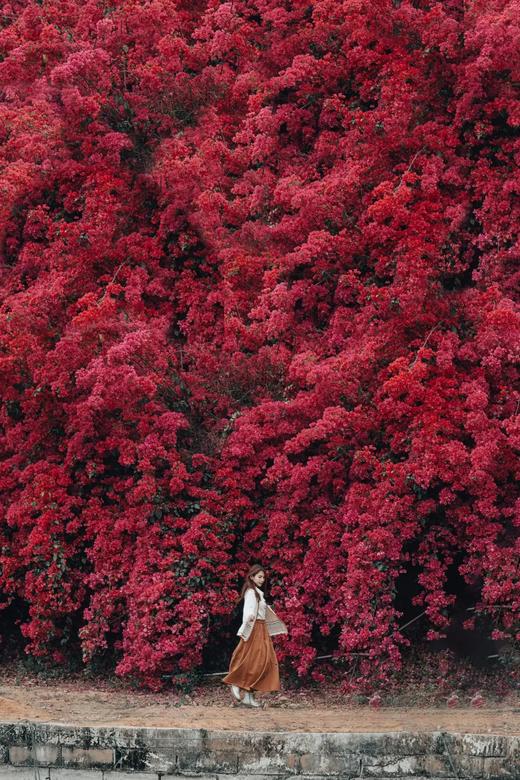 户外@【春色浪漫】惠州三角梅•炮仗花•向日葵花海1天 商品图3