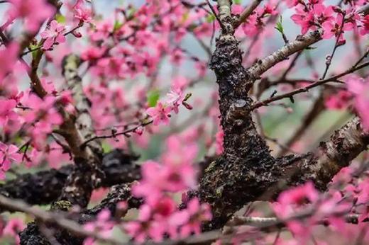 户外@【从化赏春】吕田鹰嘴桃花+小杉村1天 商品图4