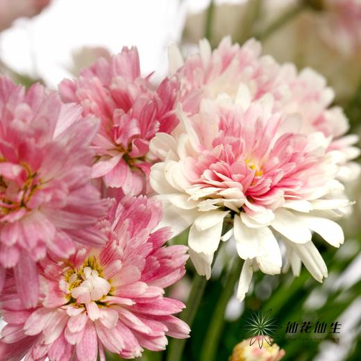 小菊 | 玛格丽特重瓣粉 商品图2