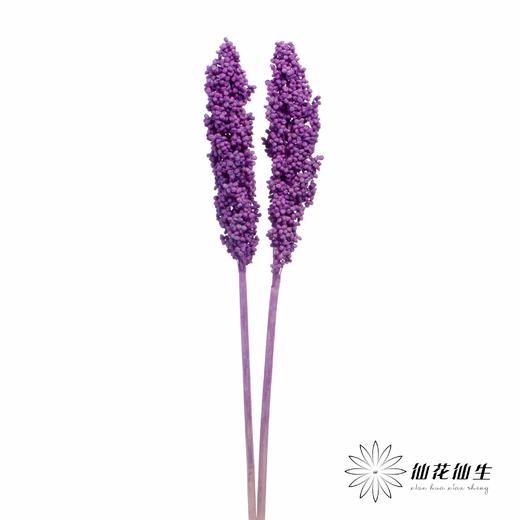 永生花 | 高梁紫色 商品图2