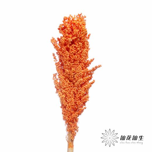 永生花 | 高梁橙色 商品图0