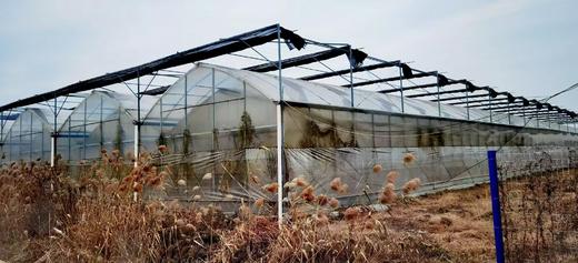 当季有机蔬菜箱  食在当地 新鲜采摘 *南京基地直发 商品图7