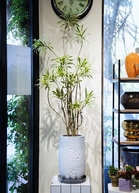 落地金边百合竹