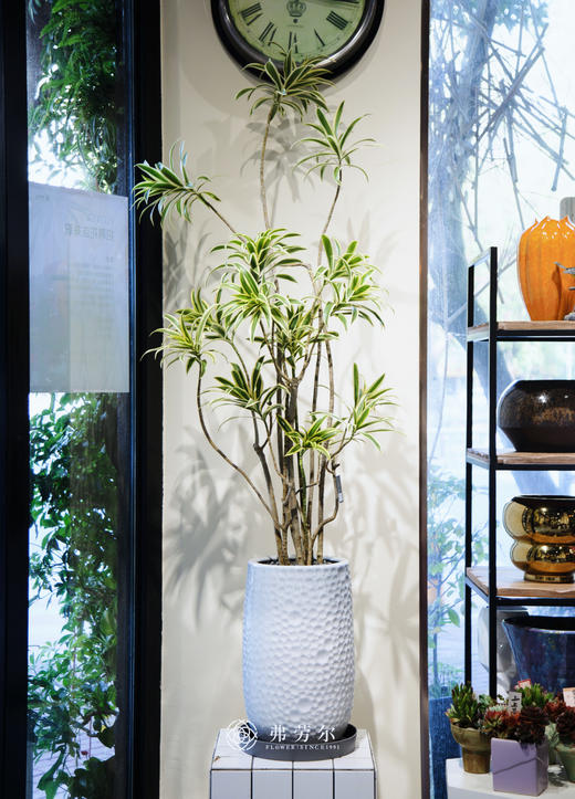 落地金边百合竹 商品图0