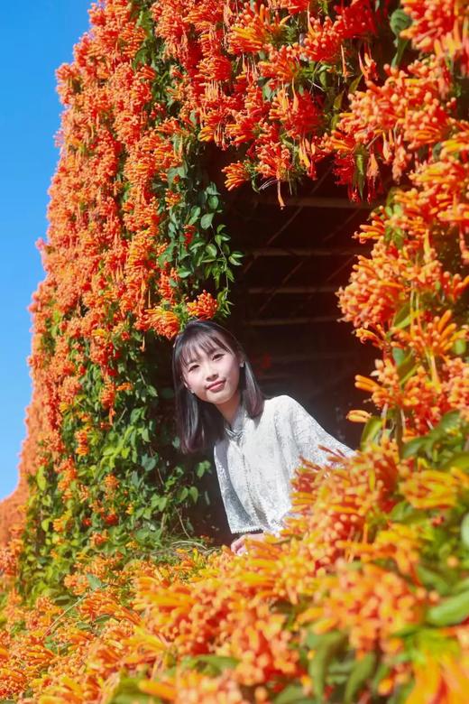 户外@【春色浪漫】惠州三角梅•炮仗花•向日葵花海1天 商品图1