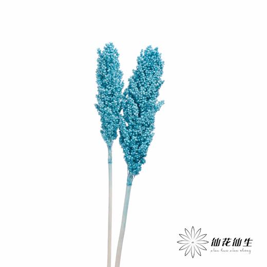 永生花 | 高梁尼蓝 商品图2