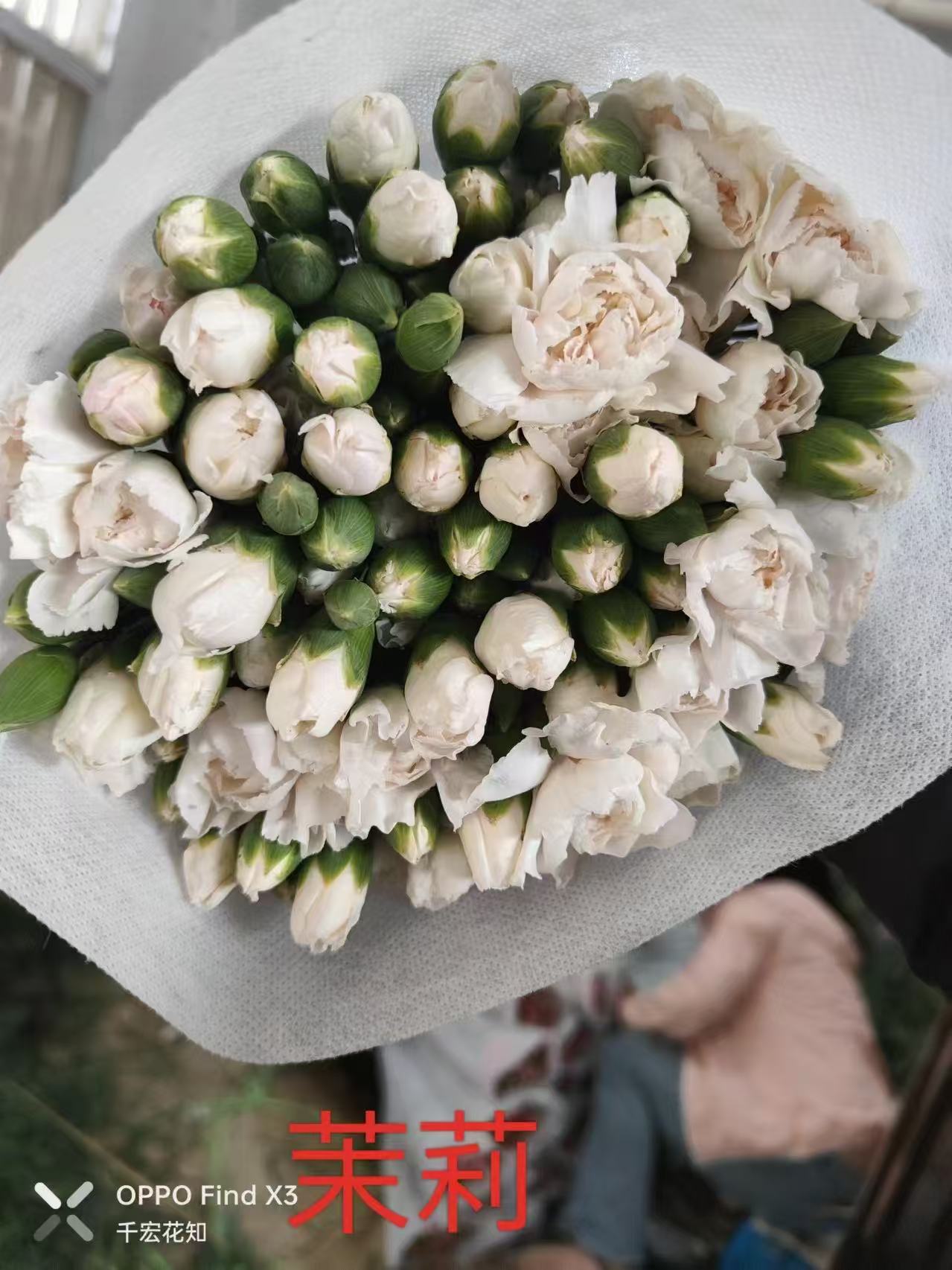 多头康乃馨--白茉莉