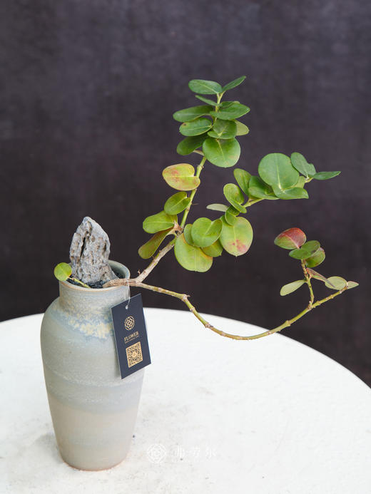 串钱木 商品图0