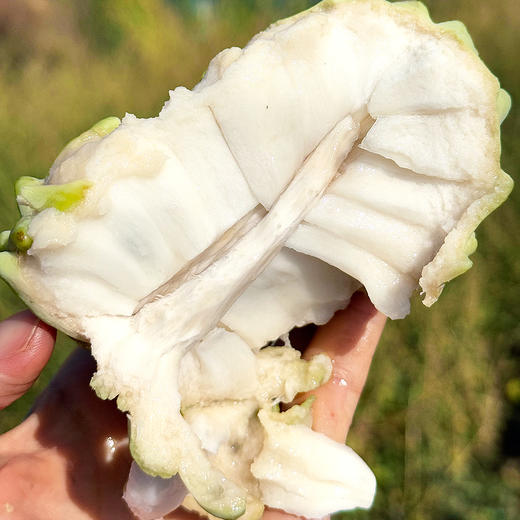 『攀枝花凤梨释迦果』纯甜肉厚 嫩滑雪白 商品图2