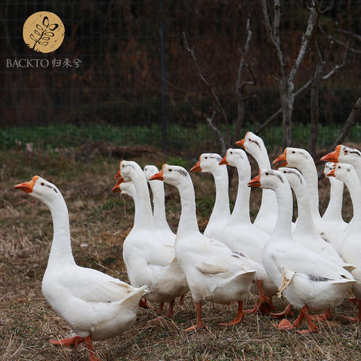 天然散养生态鹅 8斤/只  全国配送（偏远地区除外） 商品图2