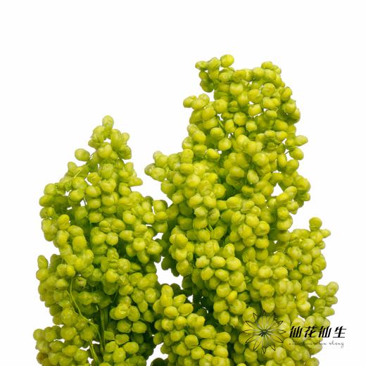 永生花 | 高梁绿色 商品图1