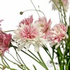 小菊 | 玛格丽特重瓣粉 商品缩略图3