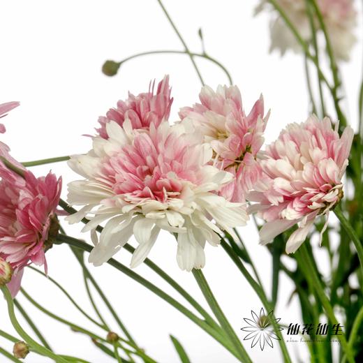 小菊 | 玛格丽特重瓣粉 商品图3