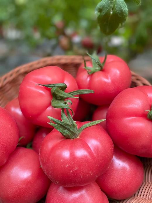 普罗旺斯水果西红柿 | 山人优选【京东包邮】沙甜可口，汁水丰盈！农家良心食材、无催红、无农药、无残留 商品图1