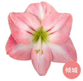 国产朱顶红 | 倾城