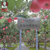 地理标志产品 正宗陕西旬邑马栏红红富士苹果礼盒装  陕西旬邑—中国苹果之乡 自然生长不打蜡香甜多汁皮薄肉脆 商品缩略图0