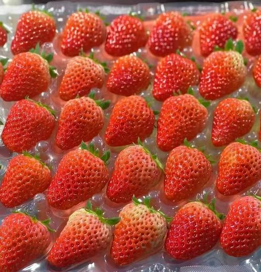 丹东草莓（40枚）约2斤 | 水果 商品图2