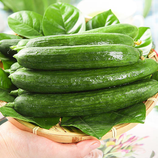 誉福园水果小黄瓜 脆嫩生吃 现摘现发 商品图0