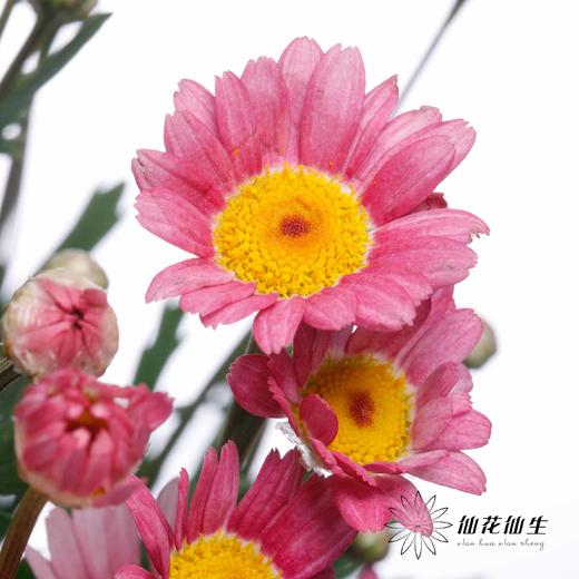 小菊 | 玛格丽特粉色 商品图4